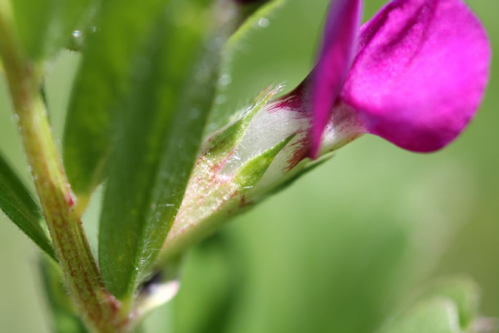 Vicia sativa subsp. nigra / Veccia nera